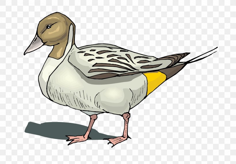 Mallard Duck Goose Poultry, PNG, 1394x969px, Mallard, Beak, Bird, Duck, Duck Meat Download Free