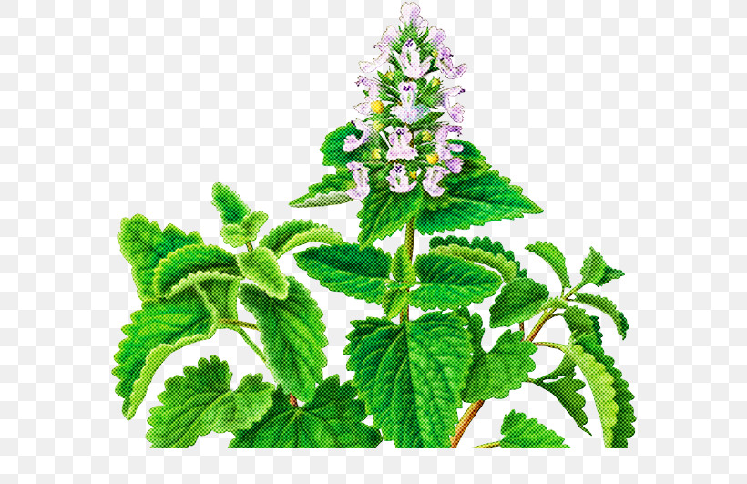 Plant Flower Leaf Herb Peppermint, PNG, 600x531px, Plant, Betony, Flower, Herb, Leaf Download Free