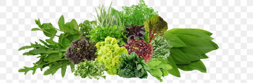 Vegetable Dill Wholesale Price Vendor, PNG, 870x288px, Vegetable, Aquarium Decor, Artikel, Classified Advertising, Delivery Download Free