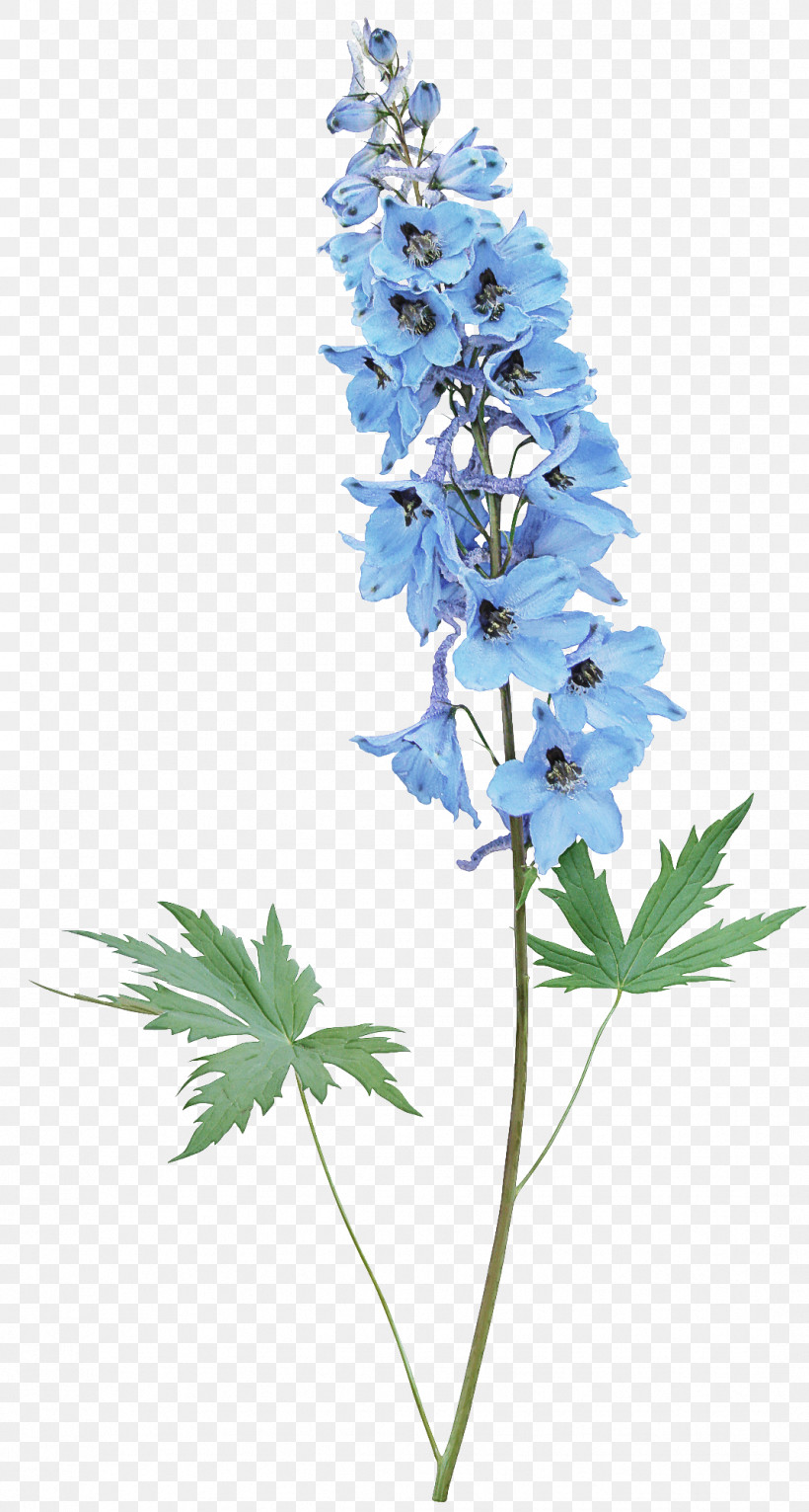 Flower Plant Delphinium Monkshood Wildflower, PNG, 1071x2000px, Flower, Bellflower, Delphinium, Hyssopus, Monkshood Download Free