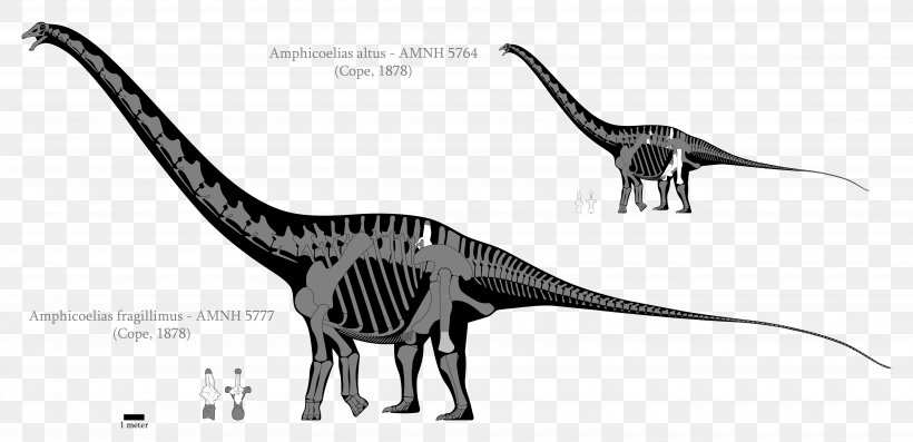Amphicoelias Dinosaur Size Argentinosaurus Brachiosaurus Sauropoda, PNG, 6190x3000px, Amphicoelias, Amphicoelias Fragillimus, Animal Figure, Argentinosaurus, Black And White Download Free