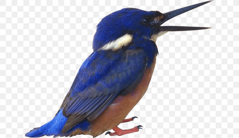 Bird Beak Kingfisher, PNG, 650x473px, Bird, Beak, Bluebird, Blueeared Kingfisher, Budgerigar Download Free