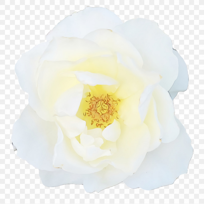 Garden Roses, PNG, 1438x1440px, Watercolor, Cabbage Rose, Cut Flowers, Floribunda, Flower Download Free