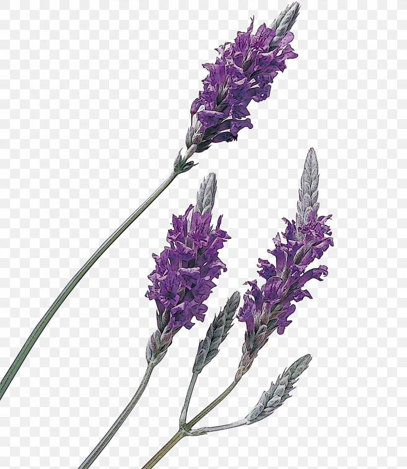 Lavender, PNG, 2601x3000px, Flower, English Lavender, Flowering Plant ...