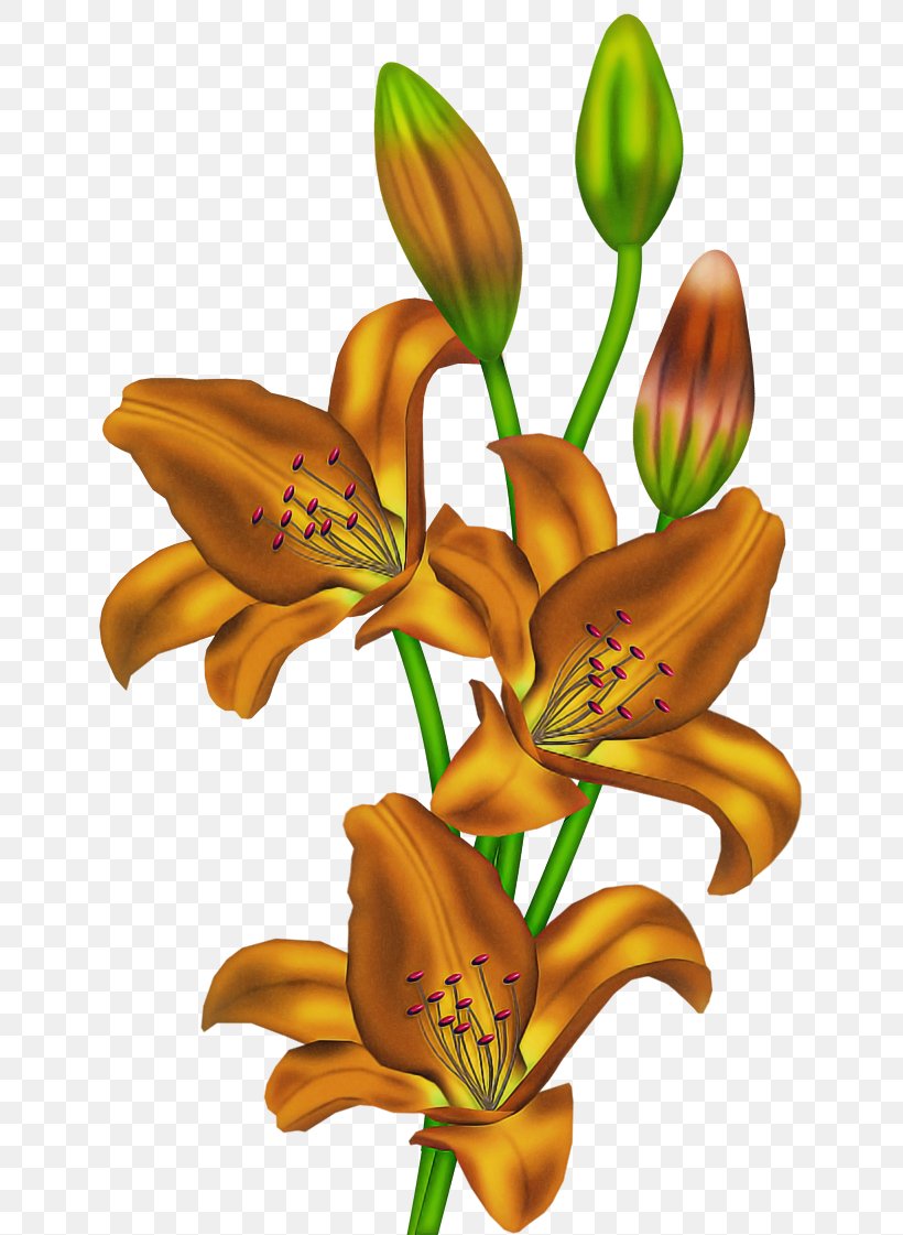 Lily Flower Daylily Plant Orange Lily, PNG, 640x1121px, Lily, Cut Flowers, Daylily, Flower, Orange Lily Download Free