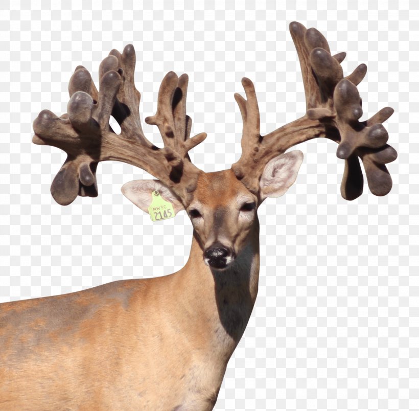Reindeer White-tailed Deer Moose Musk Deers, PNG, 2116x2076px, Reindeer, Antelope, Antler, Canidae, Coyote Download Free