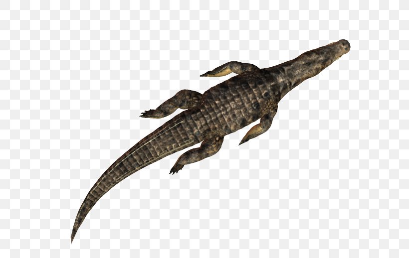 Alligators Crocodile Caiman (Genus) PhotoScape, PNG, 608x518px, Alligators, Alligator, Animal, Caiman, Caiman Genus Download Free