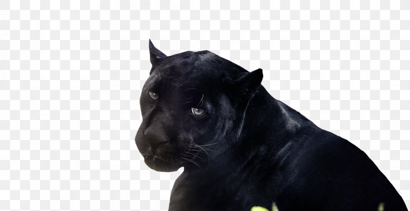 Black Panther The Panther Cat Amasol AG, PNG, 1170x603px, Black Panther, Amasol Ag, Animal, Big Cat, Big Cats Download Free