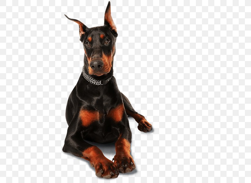 Dobermann Dog Collar Dog Harness Puppy Leash, PNG, 600x600px, Dobermann, Carnivoran, Collar, Dog, Dog Breed Download Free