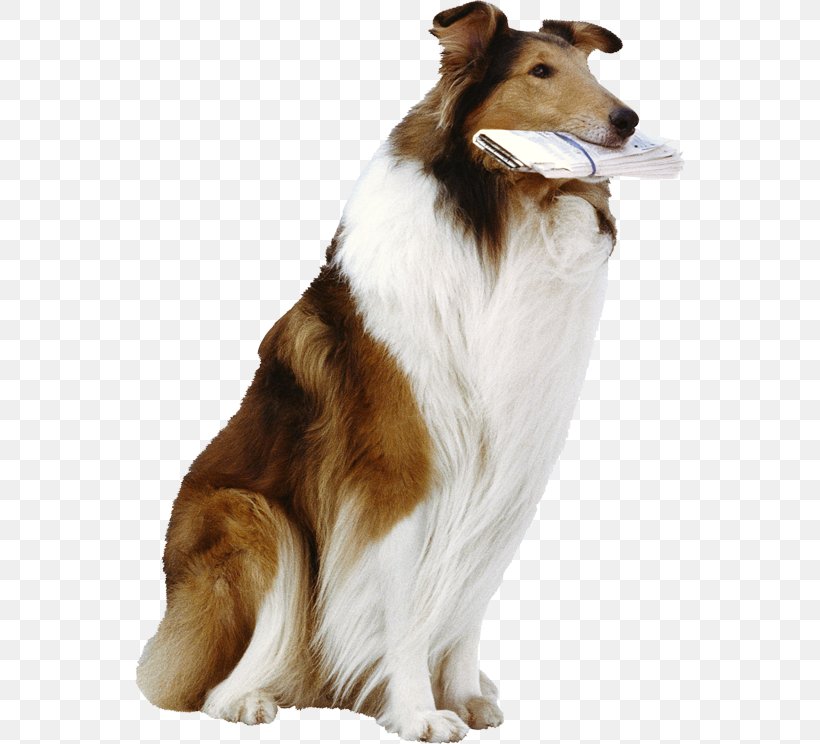 German Shepherd Lassie Cat Dog Breed, PNG, 550x744px, German Shepherd, Animal, Border Collie, Breed, Carnivoran Download Free