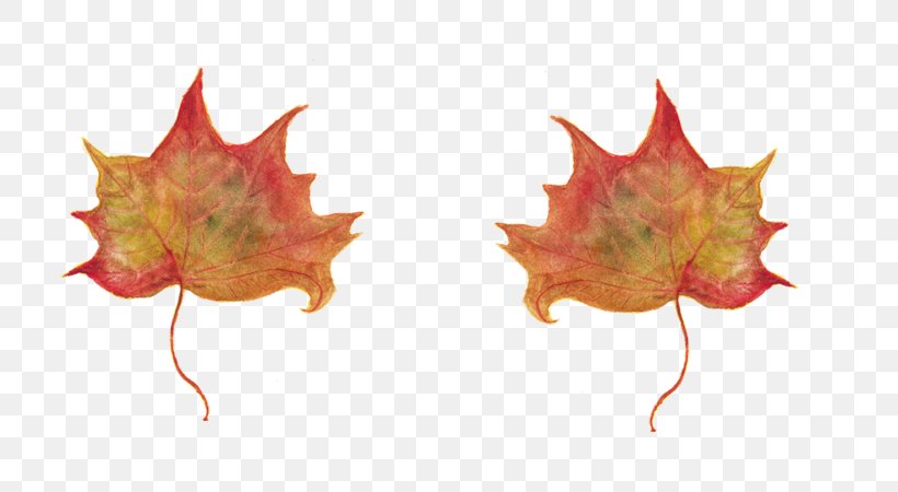 In Un Qualsiasi Mattino Di Settembre Maple Leaf E-book, PNG, 800x450px, Maple Leaf, Amyotrophic Lateral Sclerosis, Autumn, Ebook, Ice Hockey Download Free