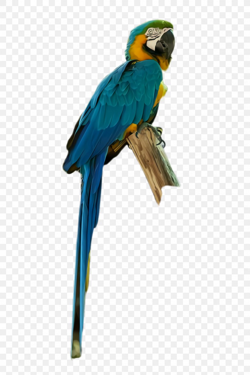 Colorful Background, PNG, 1632x2448px, Parrot, Beak, Bird, Blue, Budgie Download Free