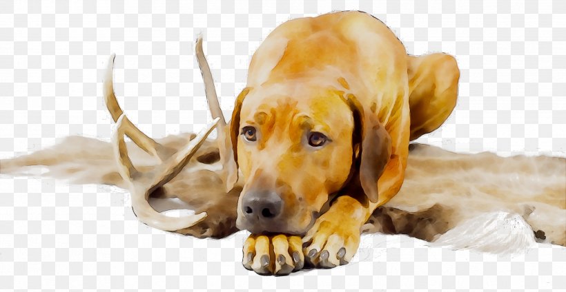 Dog Breed Puppy Companion Dog Snout, PNG, 2489x1290px, Dog Breed, Breed, Canidae, Carnivore, Companion Dog Download Free