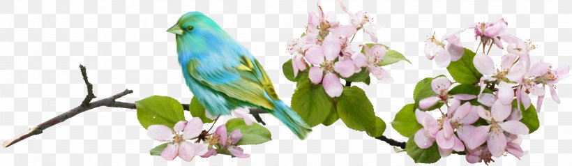 Flower Bird Painting Petal, PNG, 2885x839px, Flower, Beak, Bird, Branch, Common Pet Parakeet Download Free