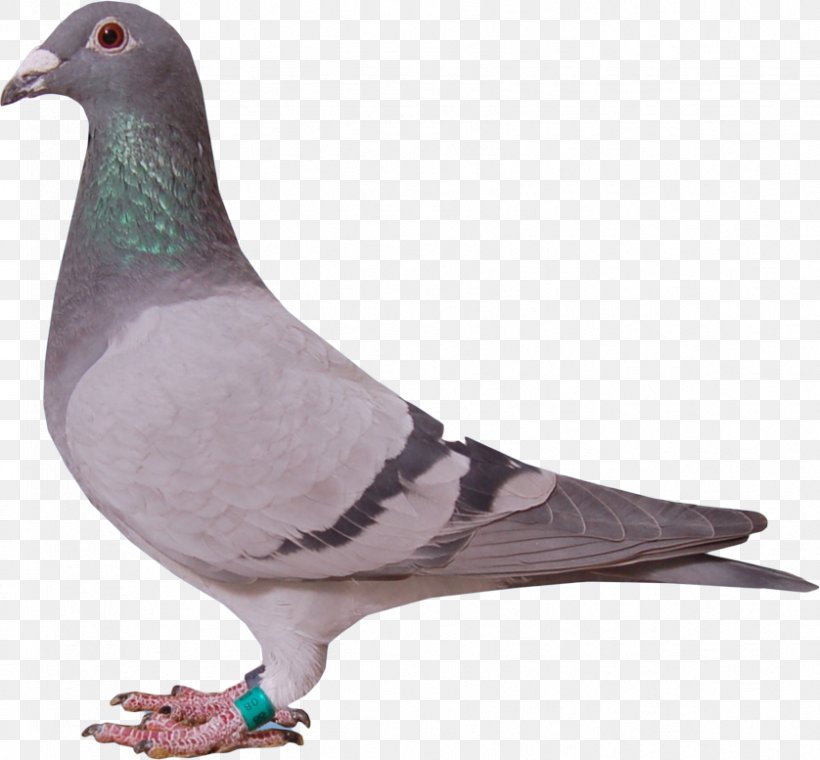 Racing Homer Stock Dove Columbidae Beak Animal, PNG, 838x777px, 2017, Racing Homer, Animal, Baseball, Beak Download Free