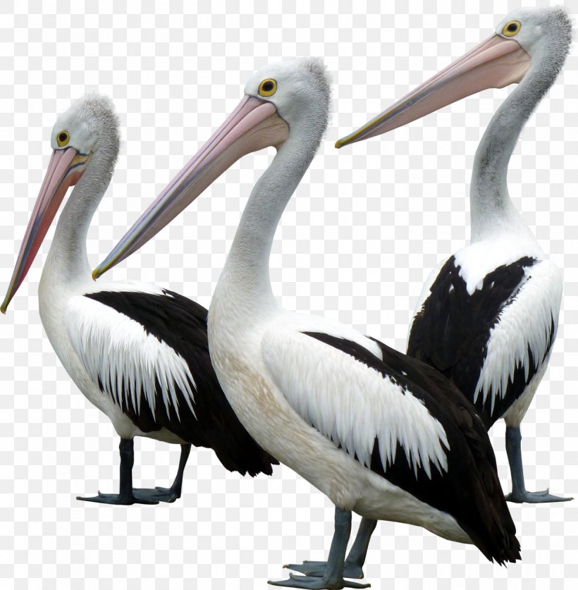 Seabird Goose Gulls Pelecaniformes, PNG, 1469x1500px, Bird, American White Pelican, Animal, Beak, Ciconiiformes Download Free