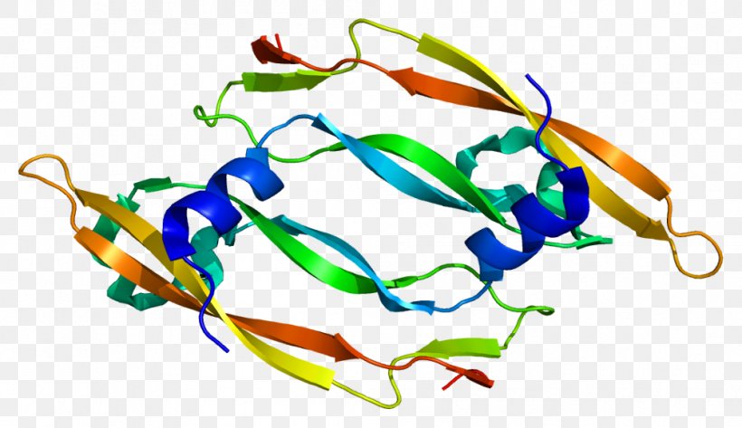 Vascular Endothelial Growth Factor B Keratinocyte Growth Factor, PNG, 1007x581px, Vascular Endothelial Growth Factor, Angiogenesis, Blood Vessel, Cell, Crystal Structure Download Free