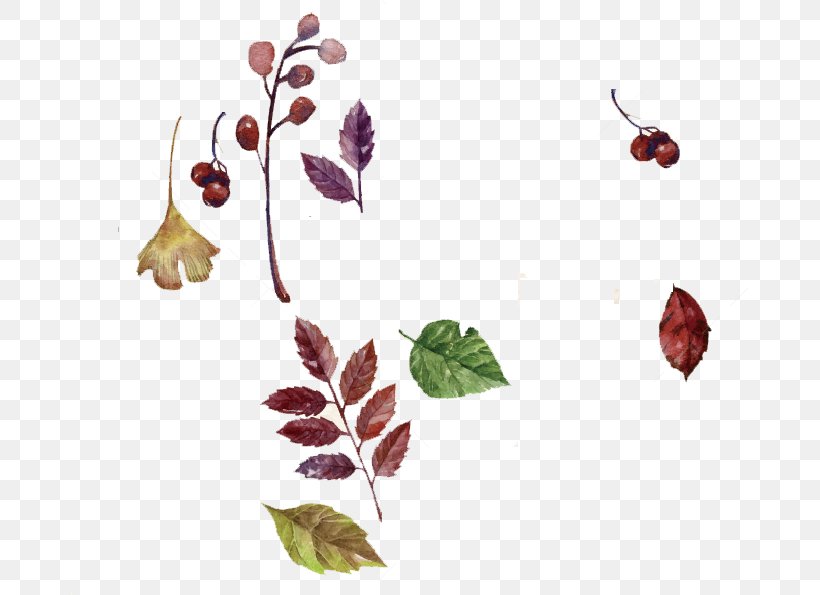 Autumn Leaf Drawing, PNG, 679x595px, Autumn, Cartoon, Drawing, Flower, Leaf Download Free