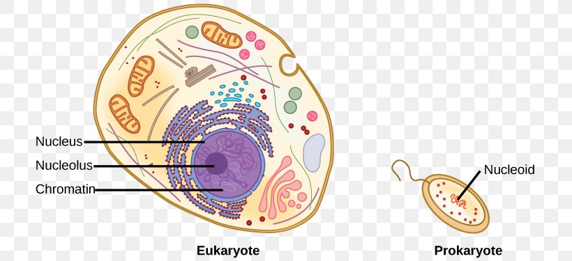 Chromatin Eukaryote Cell Nucleic Acid Sequence Prokaryote, PNG, 725x375px, Watercolor, Cartoon, Flower, Frame, Heart Download Free