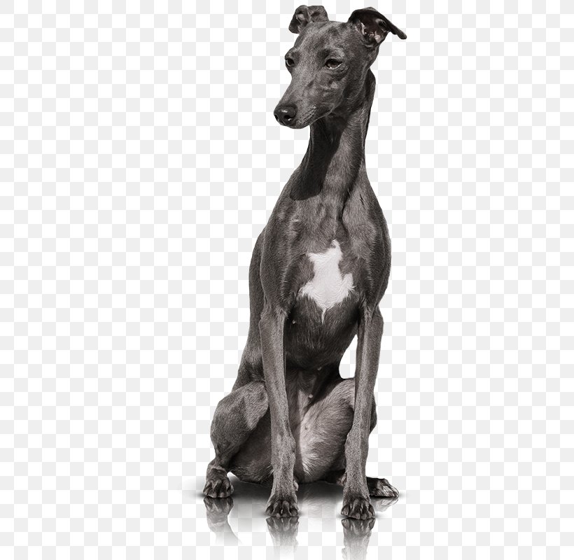 Italian Greyhound Whippet Spanish Greyhound Sloughi, PNG, 356x800px, Italian Greyhound, Animal Sports, Black And White, Breed, Carnivoran Download Free