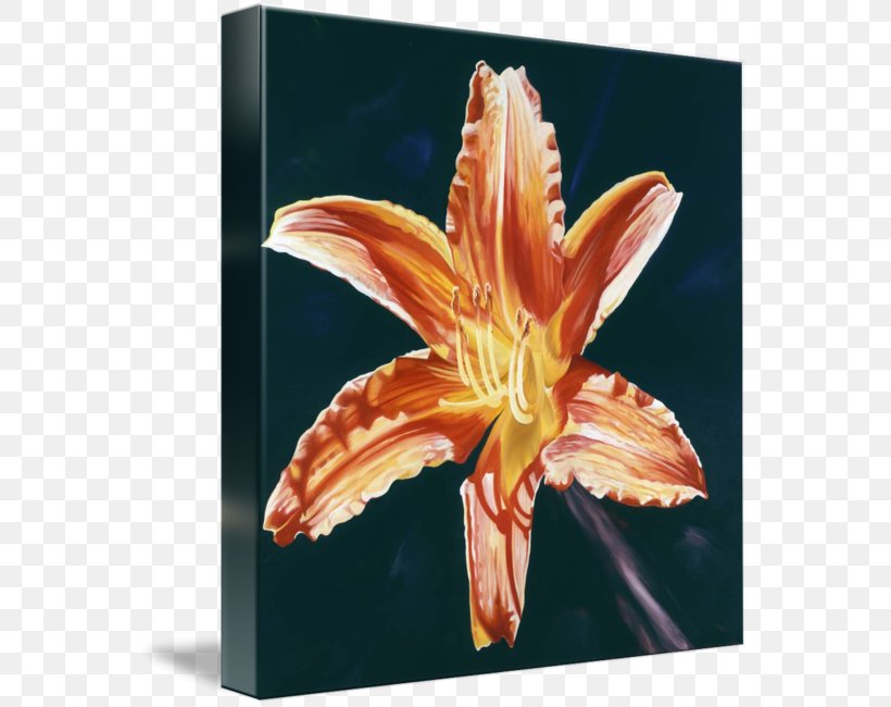 Orange Lily Tiger Lily Painting Artist Orange Day-lily, PNG, 563x650px, Orange Lily, Acrylic Paint, Art, Artist, Canvas Download Free