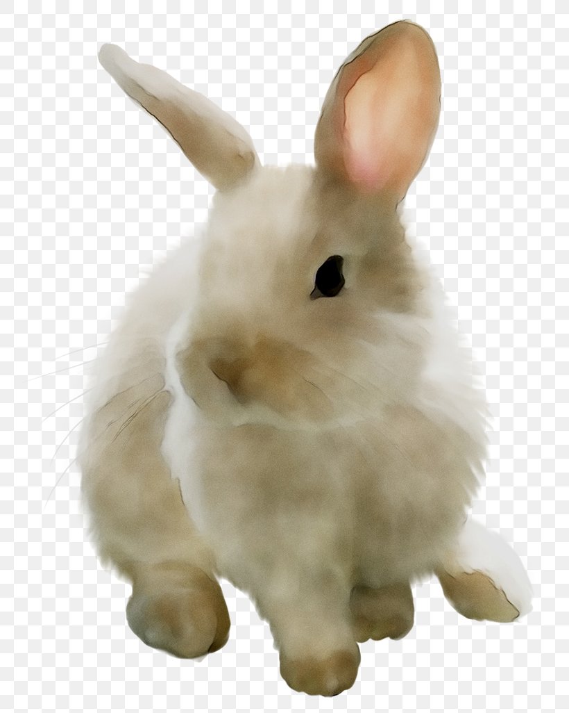 Domestic Rabbit Hare Whiskers Stuffed Animals & Cuddly Toys Snout, PNG, 778x1026px, Domestic Rabbit, Animal Figure, Arctic Hare, Ear, Hare Download Free