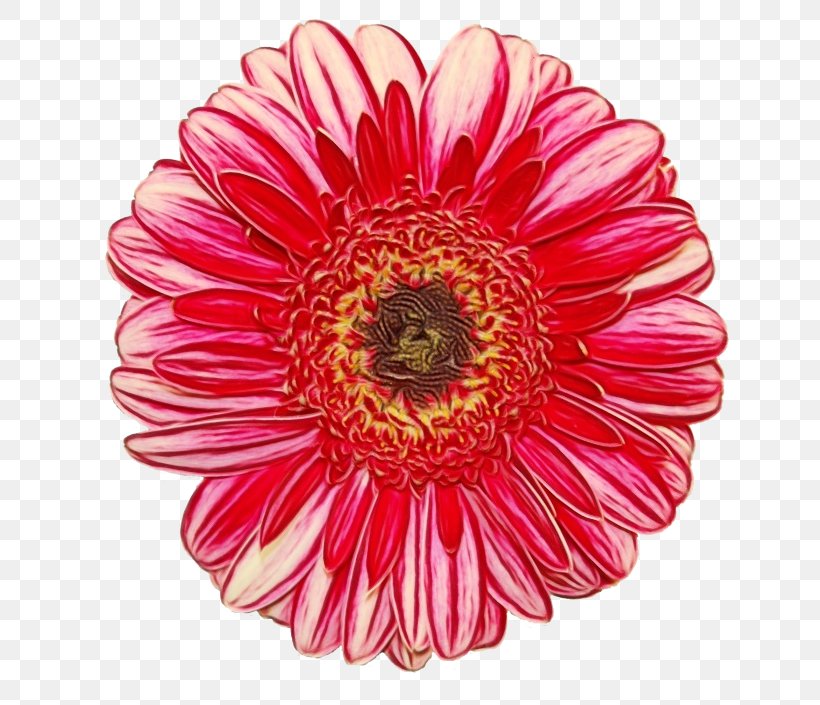 Flower Barberton Daisy Gerbera Petal Plant, PNG, 679x705px, Watercolor, Barberton Daisy, Cut Flowers, Daisy Family, Flower Download Free