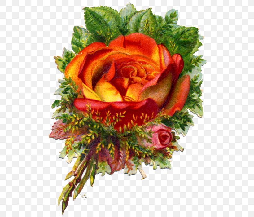 Garden Roses Victorian Era Cut Flowers Bokmärke, PNG, 526x700px, Garden Roses, Cut Flowers, Die Cutting, Floral Design, Floristry Download Free