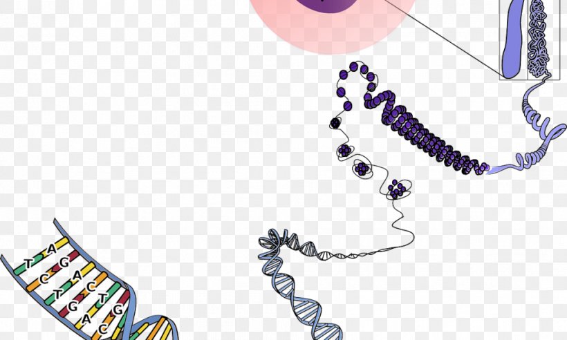 Chromosome DNA Genetics Biology, PNG, 992x596px, Chromosome, Art, Base Pair, Biology, Body Jewelry Download Free