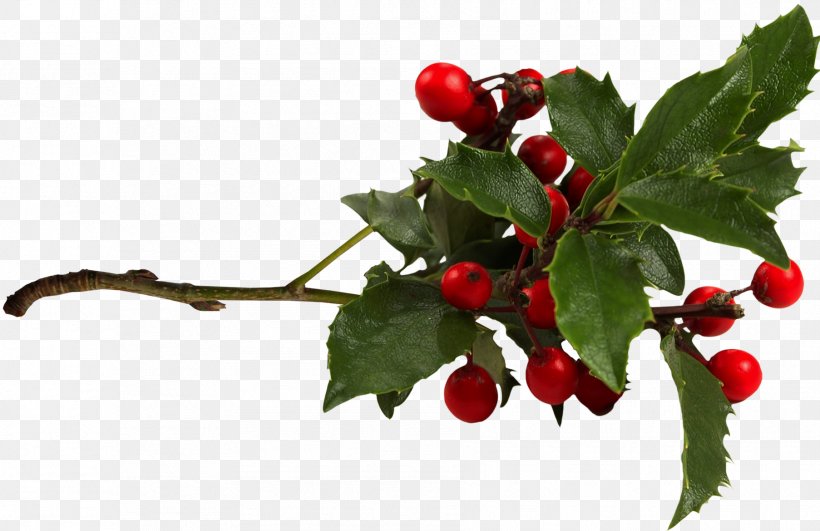 Common Holly Aquifoliales Clip Art, PNG, 1806x1170px, Common Holly, Aquifoliaceae, Aquifoliales, Berry, Branch Download Free