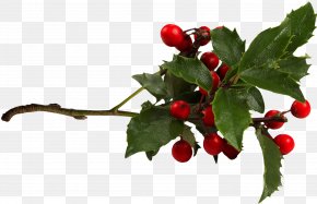 Red holly berry with green stem and leaves png download - 3660*3464 - Free  Transparent Red Holly Berry png Download. - CleanPNG / KissPNG