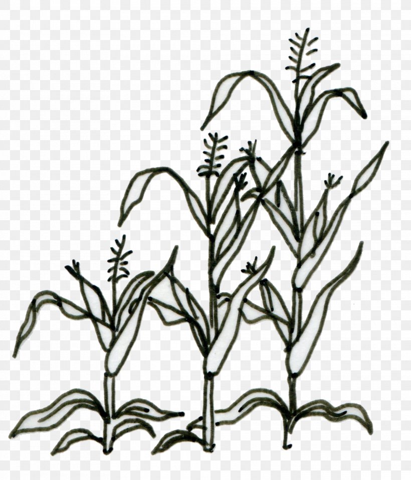 Floral Design, PNG, 1920x2246px, Drawing, Blackandwhite, Corn On The Cob, Floral Design, Flower Download Free