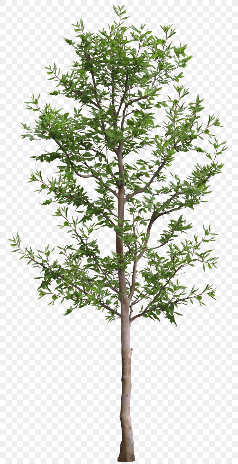 Tree .dwg Autodesk 3ds Max Rendering, PNG, 767x1600px, 3d Computer Graphics, Tree, Affiliate Marketing, Autocad, Autocad Dxf Download Free