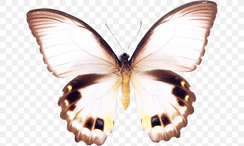 Brush-footed Butterflies Pieridae Gossamer-winged Butterflies Silkworm Butterfly, PNG, 645x489px, Brushfooted Butterflies, Arthropod, Bombycidae, Brush Footed Butterfly, Butterfly Download Free