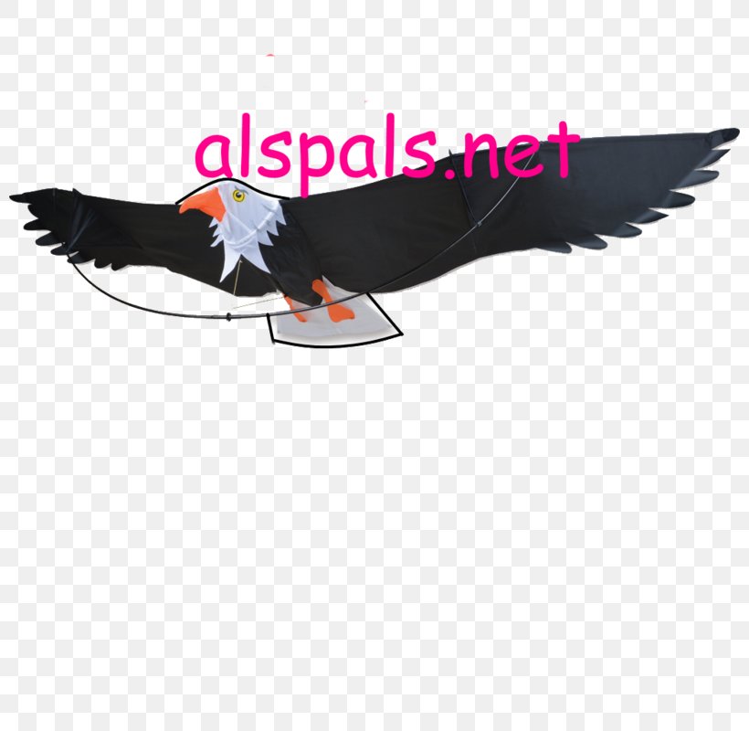Eagle Bird Kite Beak Feather, PNG, 800x800px, Eagle, Aigle, Beak, Bird, Bird Of Prey Download Free