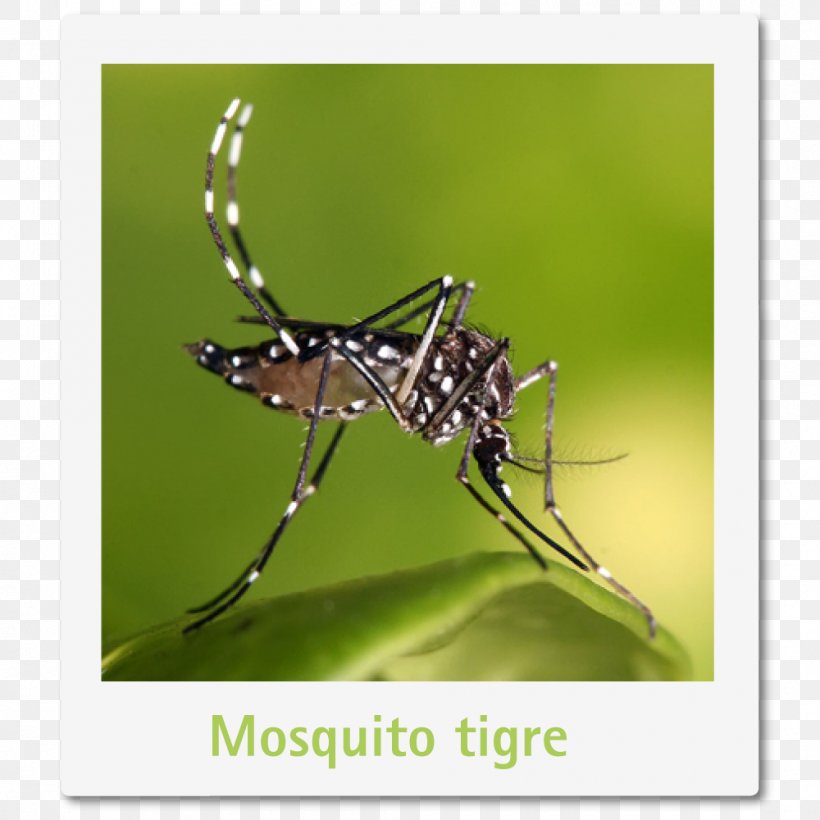 Yellow Fever Mosquito Mosquito Control Zika Virus Anopheles Gambiae Dengue, PNG, 1000x1000px, Yellow Fever Mosquito, Aedes, Anopheles Gambiae, Arthropod, Chikungunya Virus Infection Download Free