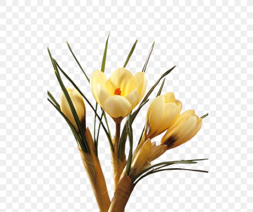 Crocus Cut Flowers Floral Design Plant Stem, PNG, 571x690px, Crocus, Artificial Flower, Branch, Bud, Cut Flowers Download Free