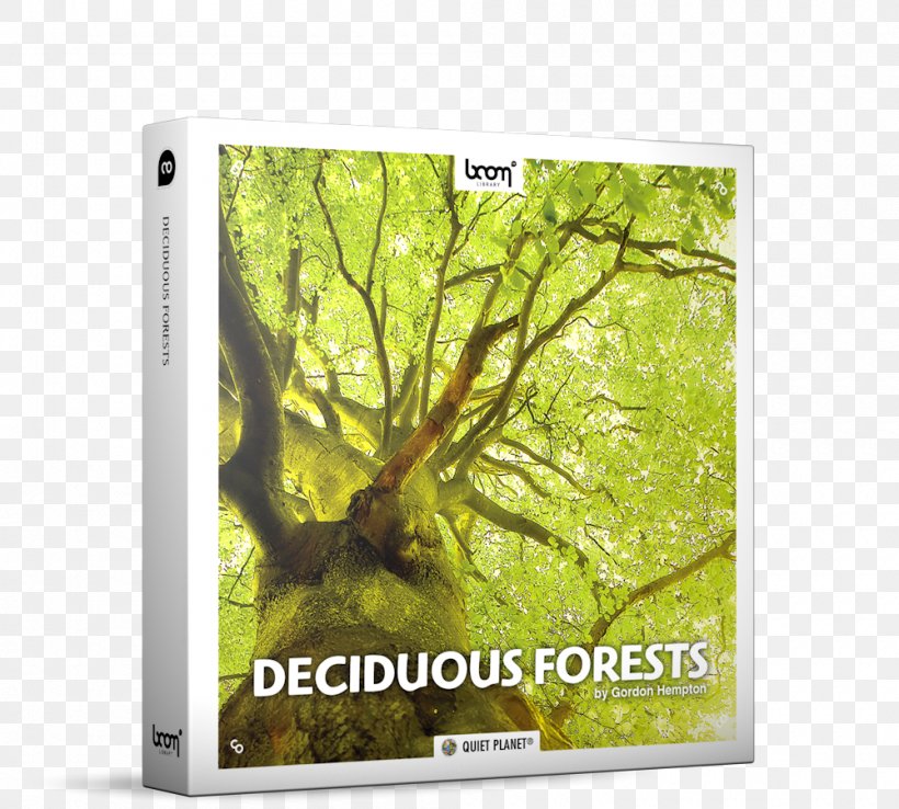 Tree Temperate Deciduous Forest Sound, PNG, 1000x900px, Tree, Autumn, Deciduous, Ecosystem, Forest Download Free