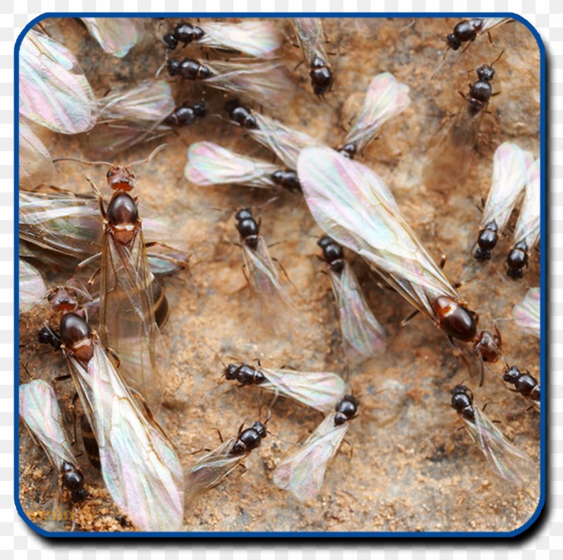 Ant Insect Termite Nuptial Flight, PNG, 1122x1116px, Ant, Animal, Antenna, Antkeeping, Arthropod Download Free