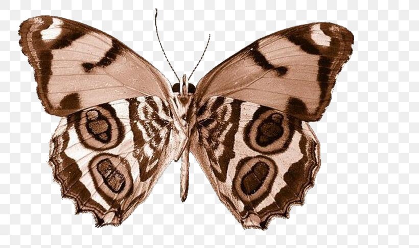 Butterfly Clip Art, PNG, 757x486px, Butterfly, Arthropod, Brush Footed Butterfly, Color, Insect Download Free