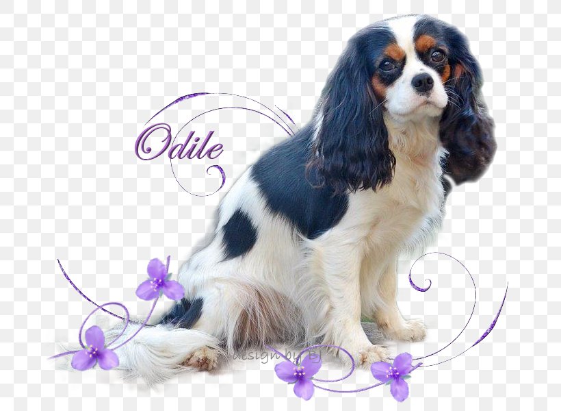 Cavalier King Charles Spaniel Puppy Dog Breed Companion Dog, PNG, 685x600px, King Charles Spaniel, Breed, Carnivoran, Cavalier King Charles Spaniel, Companion Dog Download Free