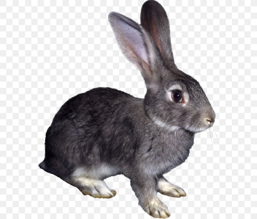 Hare Rabbit Clip Art, PNG, 575x698px, Hare, Adobe Flash, Domestic Rabbit, Fauna, Fur Download Free