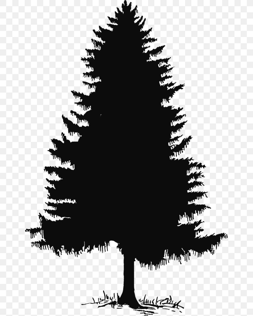 Pine Drawing Evergreen Fir Clip Art, PNG, 657x1024px, Pine, Black And White, Branch, Cedar, Christmas Tree Download Free