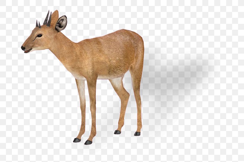 Antelope White-tailed Deer Impala Tetracerus Quadricornis Giraffe, PNG, 700x544px, Antelope, Animal, Antidorcas, Antler, Deer Download Free