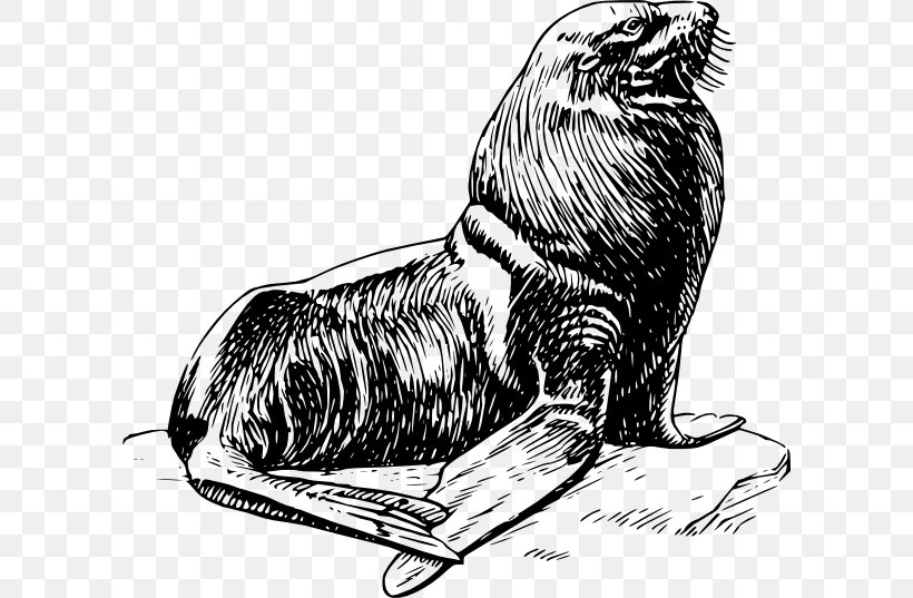Earless Seal Harbor Seal Harp Seal Clip Art, PNG, 600x537px, Earless Seal, Arm, Art, Beak, Bear Download Free