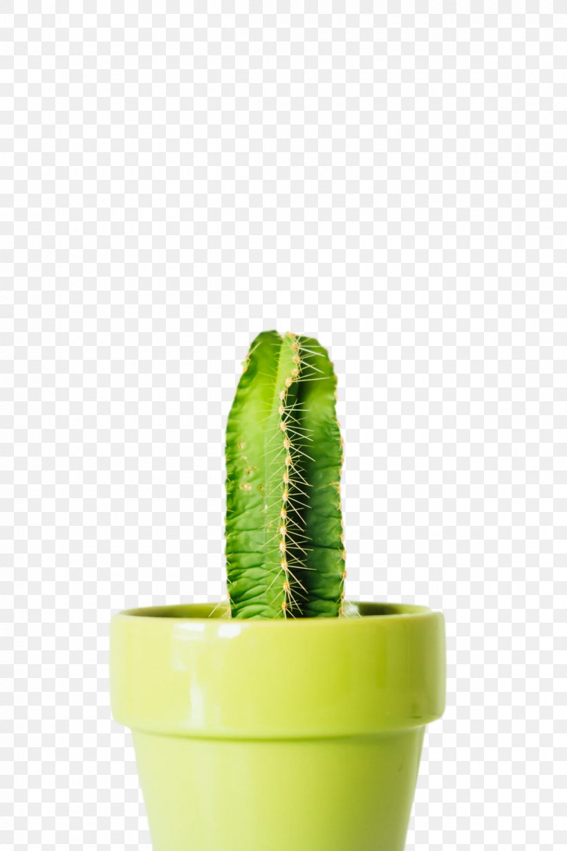 Plants Flowerpot Citroën Cactus M Biology Science, PNG, 1200x1800px, Plants, Biology, Flowerpot, Science Download Free