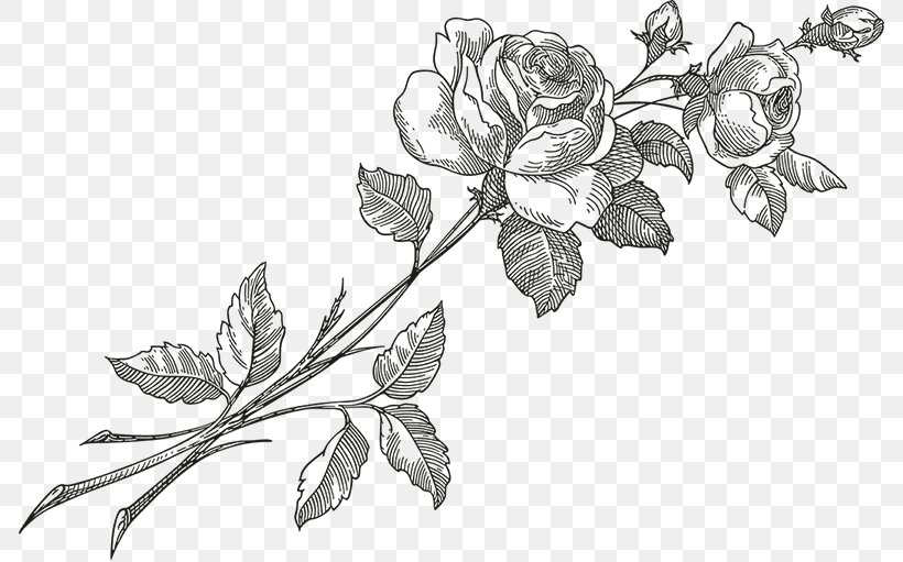 Rose Flower, PNG, 786x511px, Rose, Artwork, Black And White, Branch, Drawing Download Free