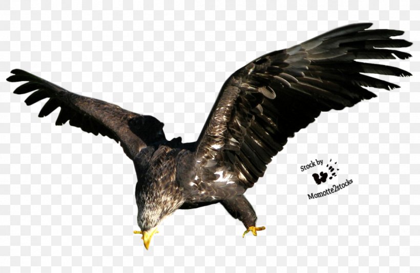 Bird Bald Eagle Stock Clip Art, PNG, 1108x721px, Bird, Accipitriformes, Animal, Bald Eagle, Beak Download Free