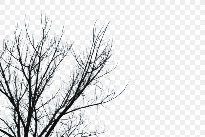 Branch Tree Desktop Wallpaper Clip Art, PNG, 3872x2592px, Branch, Black And White, Grass, Leaf, Monochrome Download Free