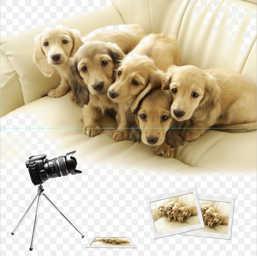 Dachshund Labrador Retriever Siberian Husky Pug Shiba Inu, PNG, 1065x1063px, Dachshund, Animal, Companion Dog, Cuteness, Dog Download Free